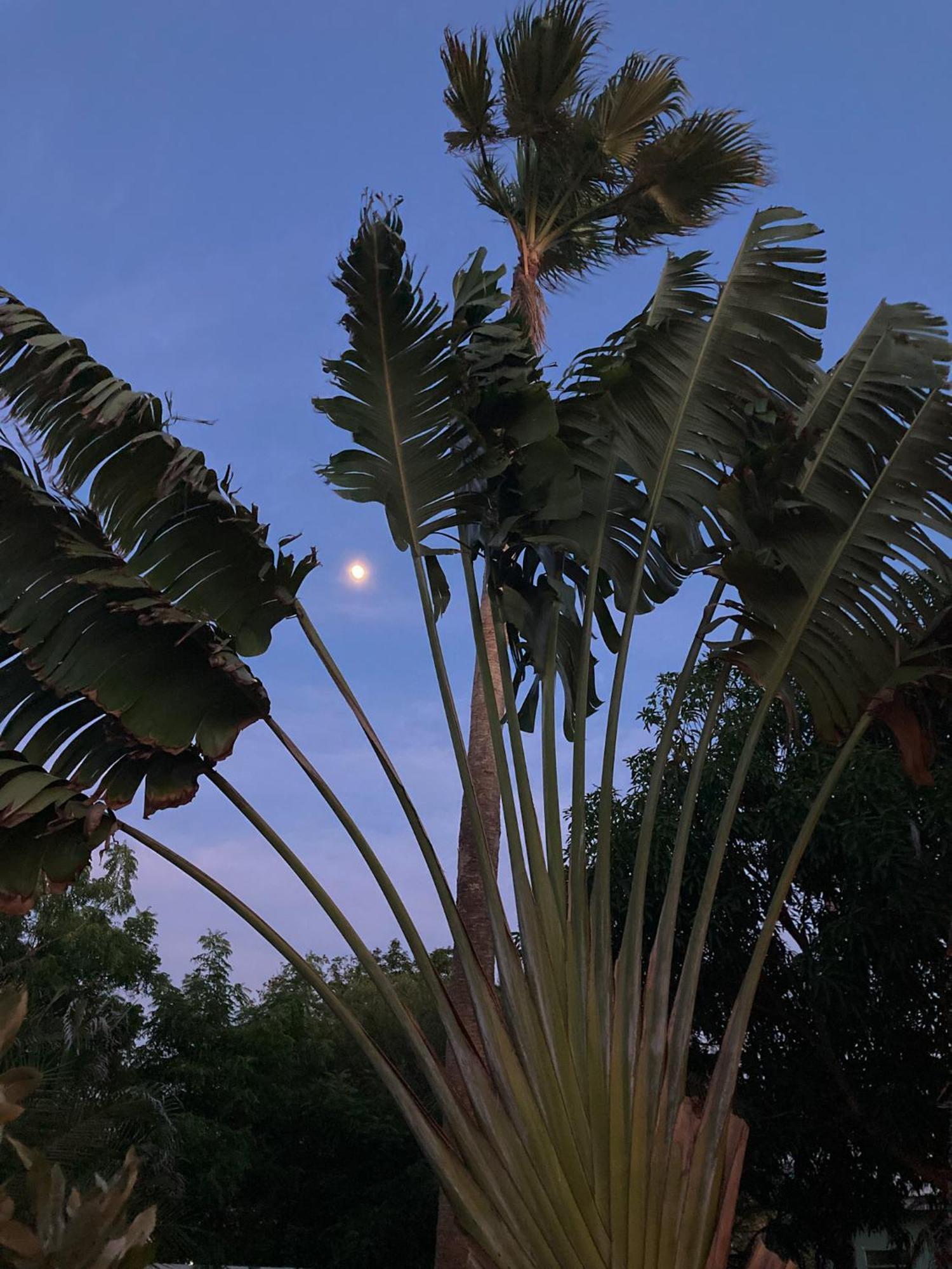Woodstock Palmresort Curacao Willemstad Eksteriør bilde